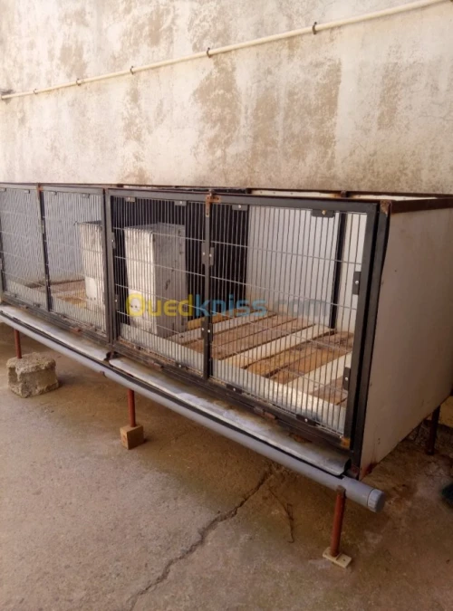 Cage lapin géant des flandre