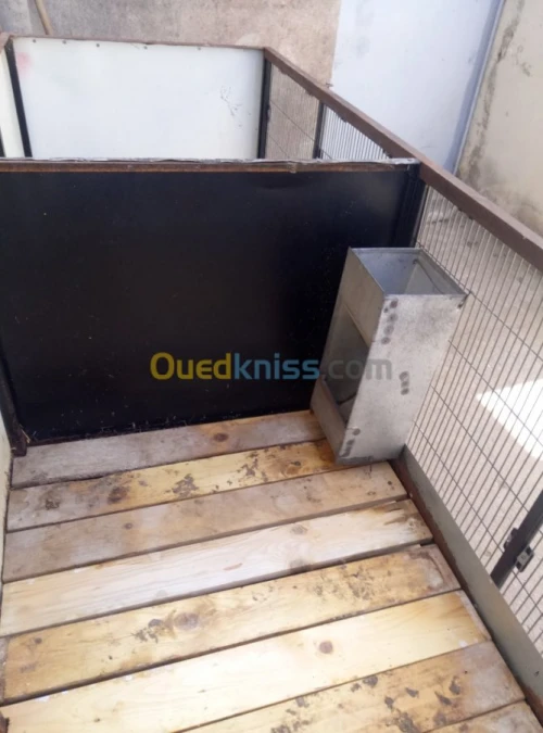 Cage lapin géant des flandre