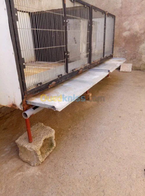 Cage lapin géant des flandre