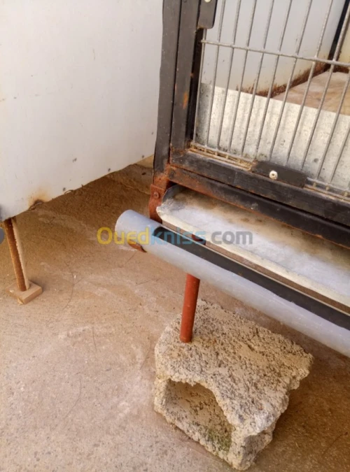 Cage lapin géant des flandre