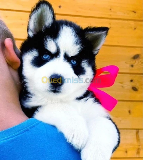 Husky 