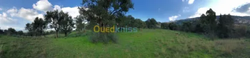 Vente Terrain Tizi ouzou Boghni