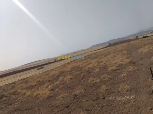 Vente Terrain Chlef Harchoun