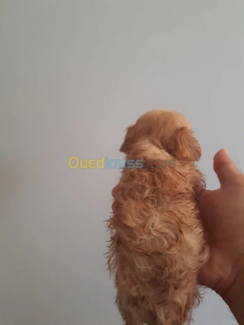 chiots caniche bichon 