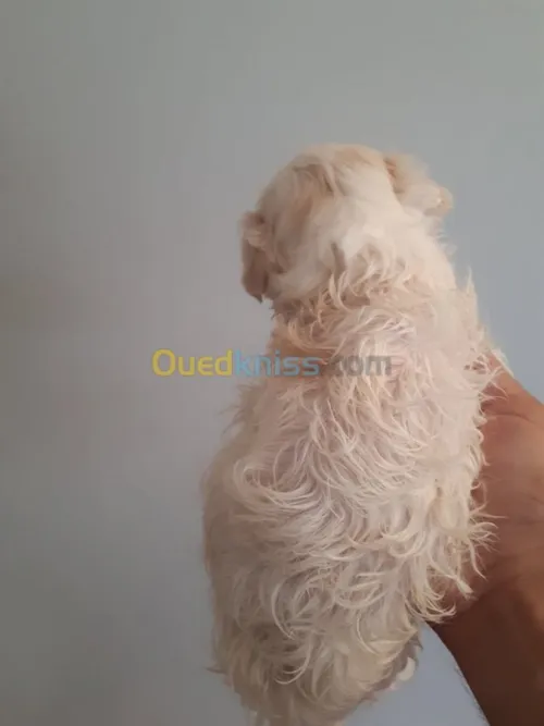 chiots caniche bichon 