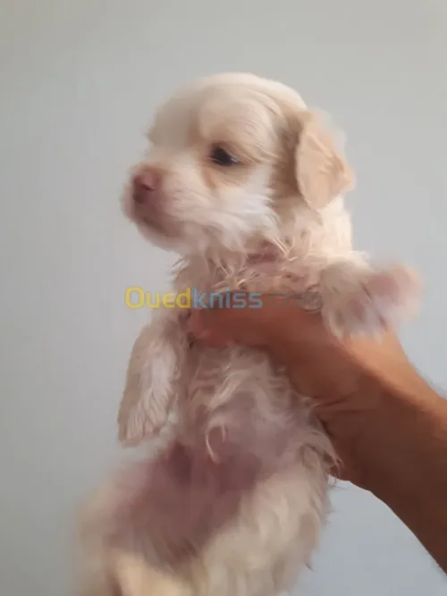 chiots caniche bichon 