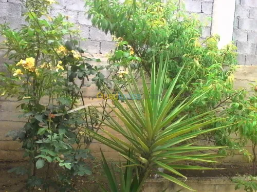 Vente Villa Constantine Constantine