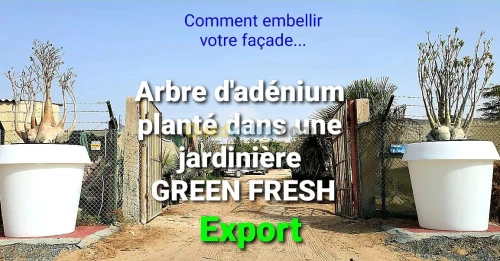 Pot de fleur jardiniere