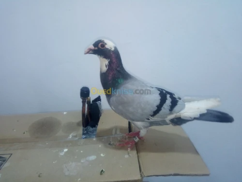 Pigeon