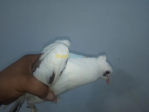 Pigeon
