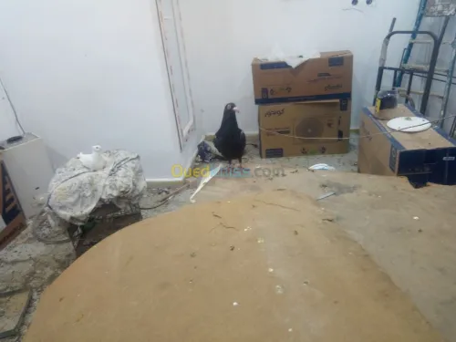Pigeon