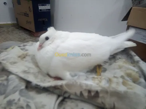 Pigeon