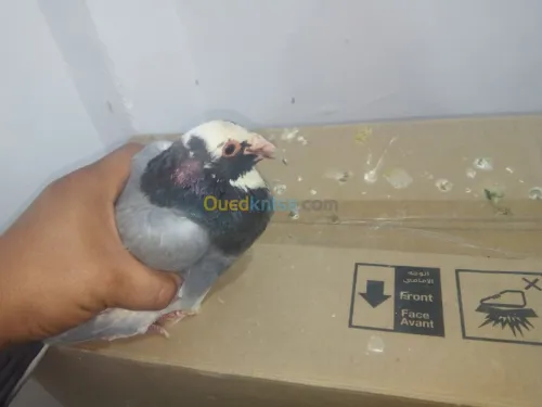 Pigeon