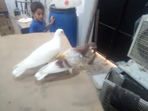 Pigeon