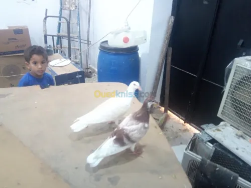 Pigeon