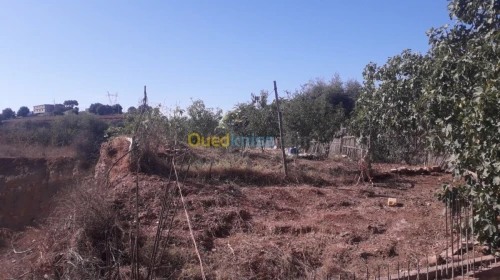 Vente Carcasse Boumerdes Corso