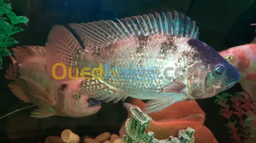 Tilapia rouge 