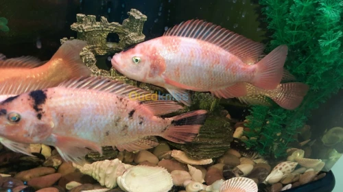 Tilapia rouge 