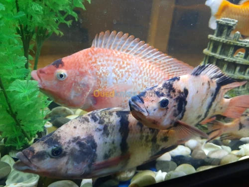 Tilapia rouge 