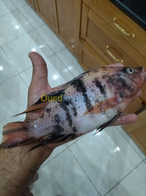 Tilapia rouge 