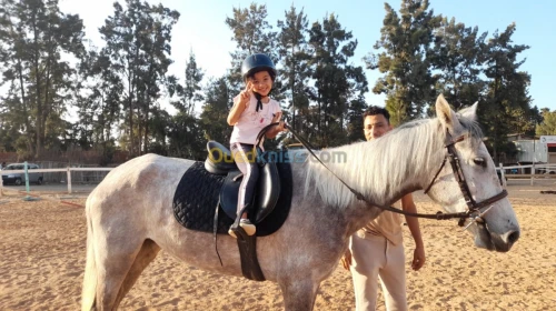 J'ai trois chevaux.