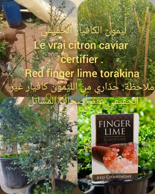 ليمون الكافيار الحقيقي 
