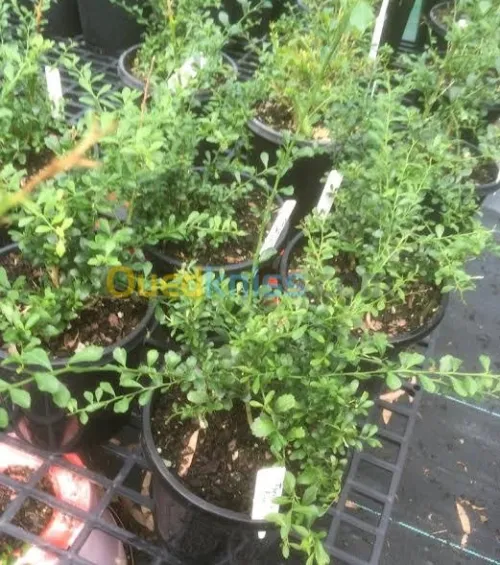 ليمون الكافيار الحقيقي 