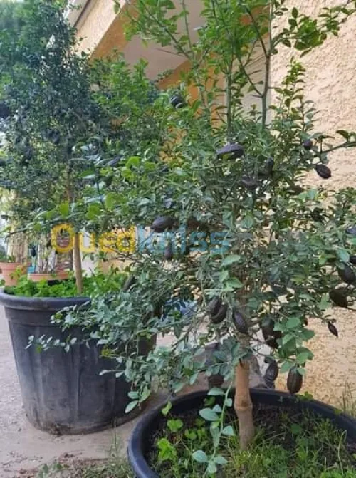 ليمون الكافيار الحقيقي 