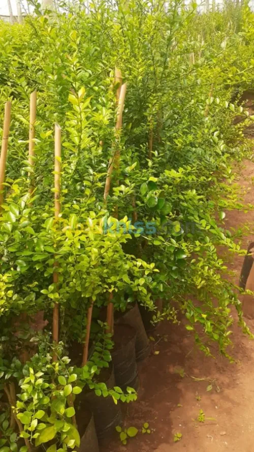 ليمون الكافيار الحقيقي 