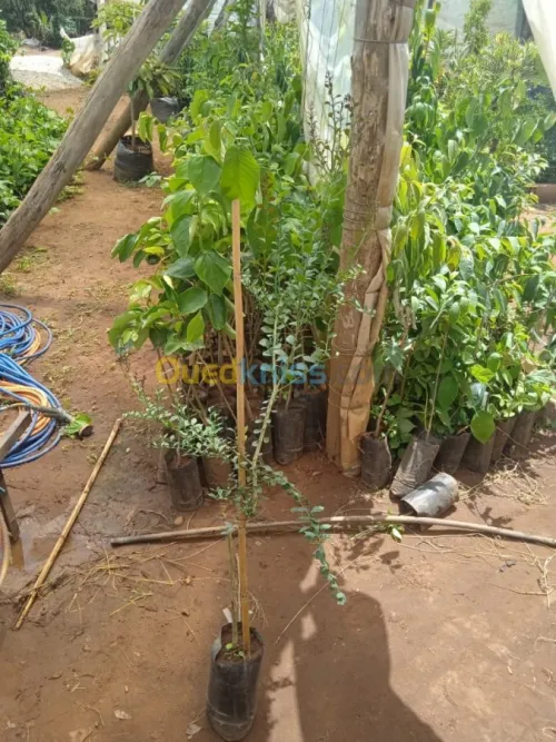 ليمون الكافيار الحقيقي 