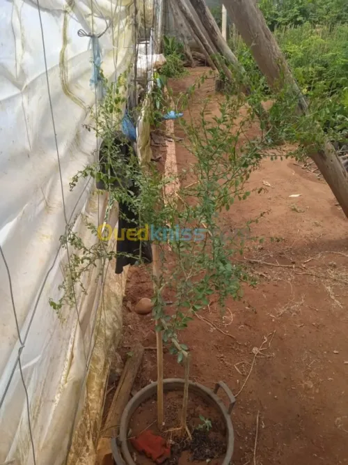 ليمون الكافيار الحقيقي 