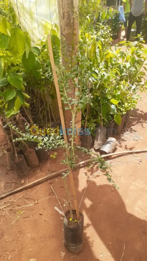 ليمون الكافيار الحقيقي 