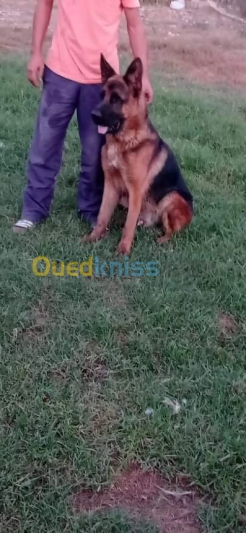 Un mâle excellent pedigree gabarit