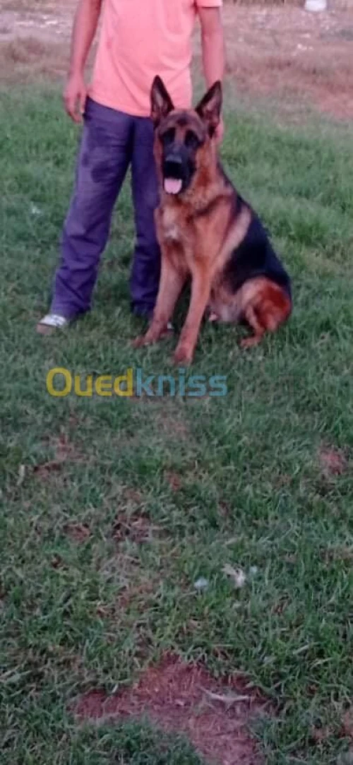 Un mâle excellent pedigree gabarit