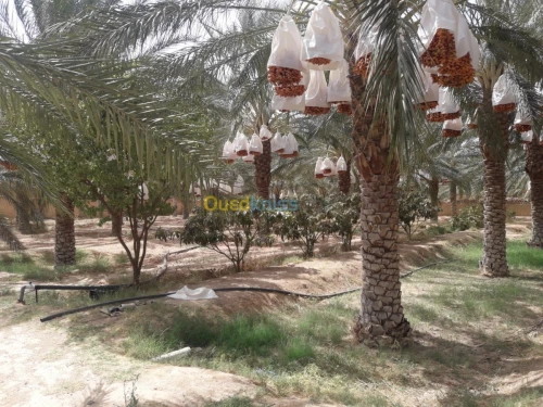 Vente bien immobilier Biskra Tolga
