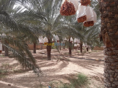 Vente bien immobilier Biskra Tolga