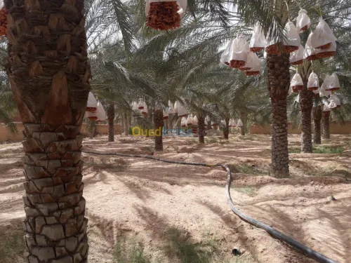 Vente bien immobilier Biskra Tolga