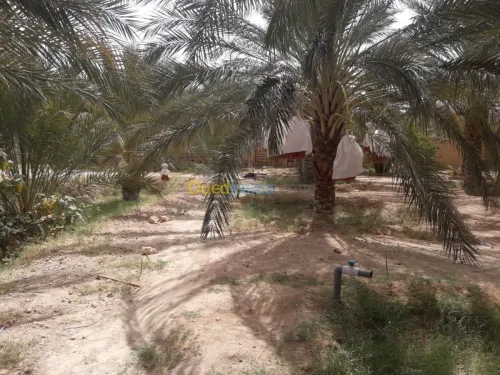 Vente bien immobilier Biskra Tolga