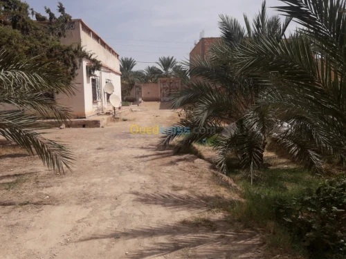 Vente bien immobilier Biskra Tolga