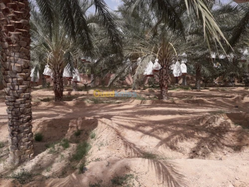 Vente bien immobilier Biskra Tolga