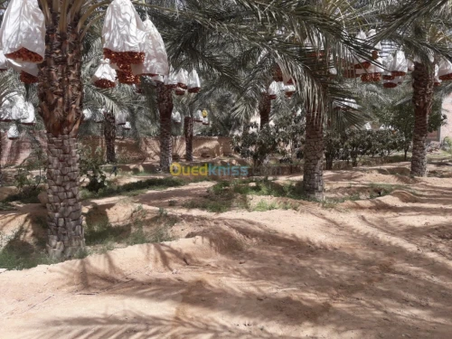 Vente bien immobilier Biskra Tolga
