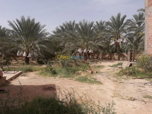 Vente bien immobilier Biskra Tolga