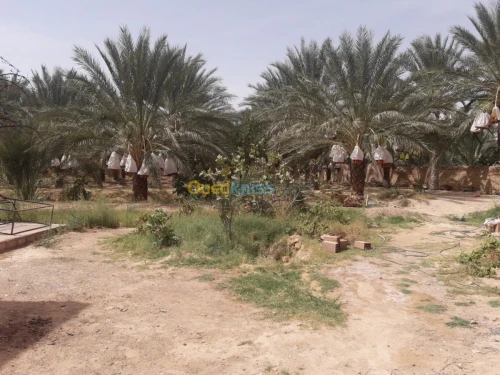 Vente bien immobilier Biskra Tolga