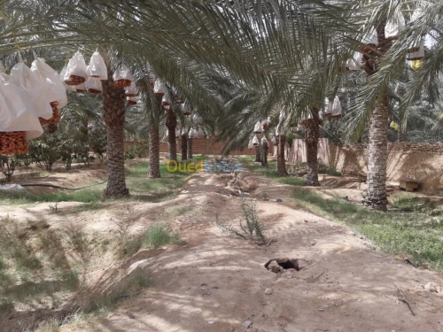 Vente bien immobilier Biskra Tolga