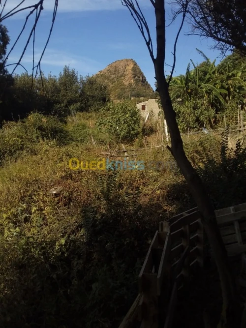Vente Terrain Jijel El aouana