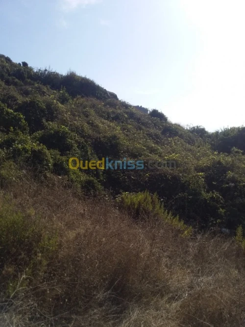 Vente Terrain Jijel El aouana