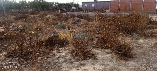 Vente Terrain Tlemcen Tlemcen