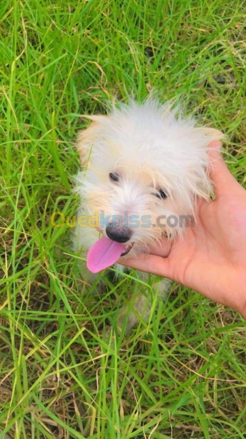 Couple caniches 6 mois