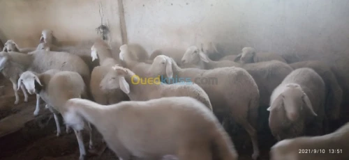 Troupeau de brebis et de moutons 