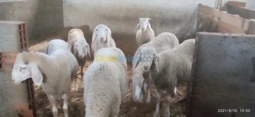 Troupeau de brebis et de moutons 